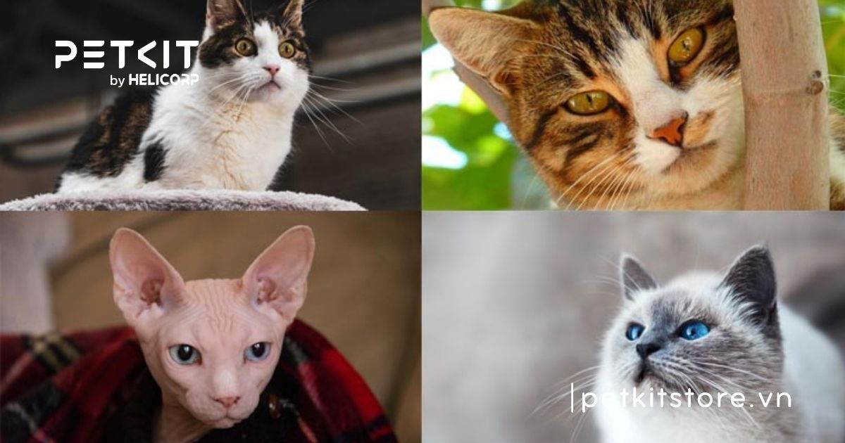 Tìm hiểu tất tần tật về các giống mèo trên thế giới