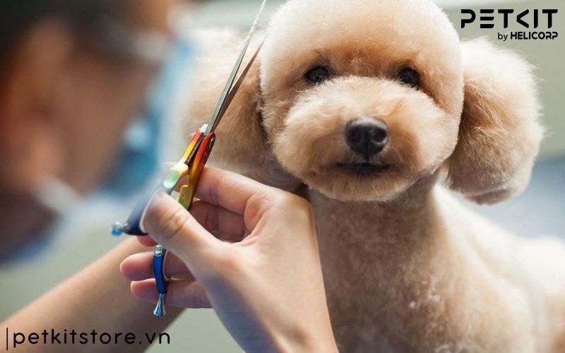 Vì sao cần cắt tỉa lông chó Poodle?