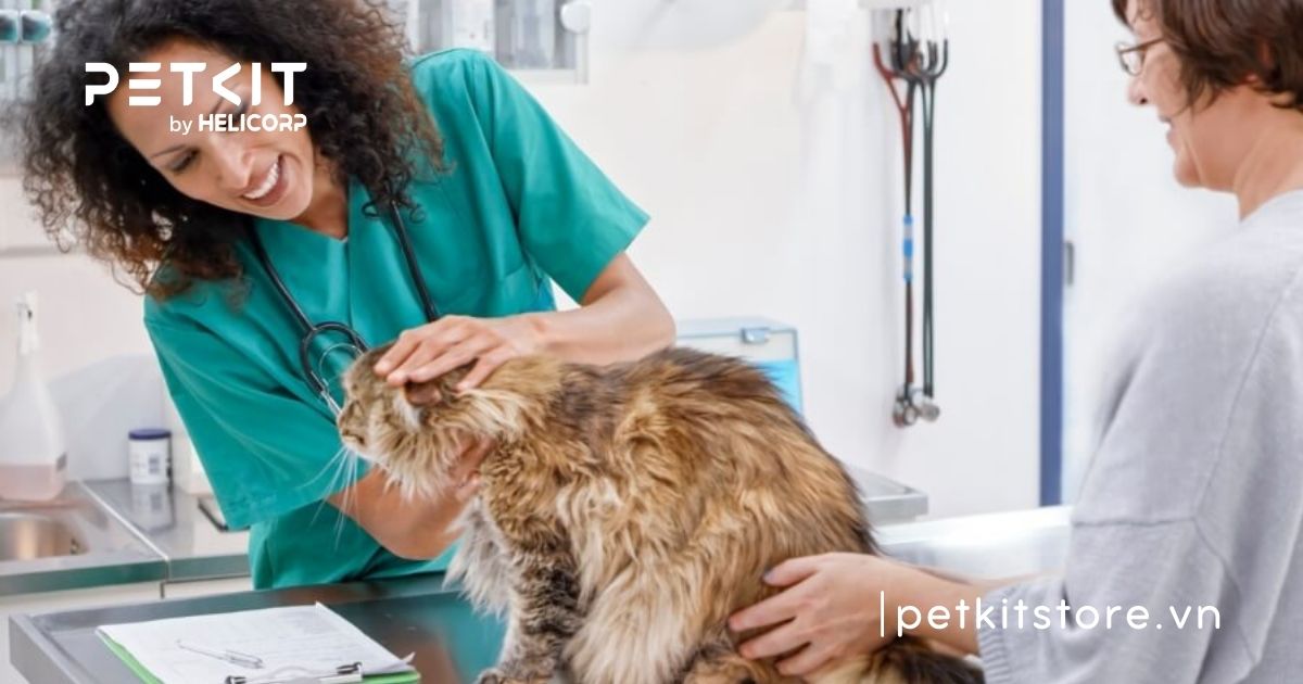 cách chăm sóc mèo anh lông dài