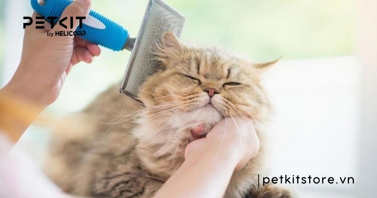 cách chăm sóc mèo anh lông dài