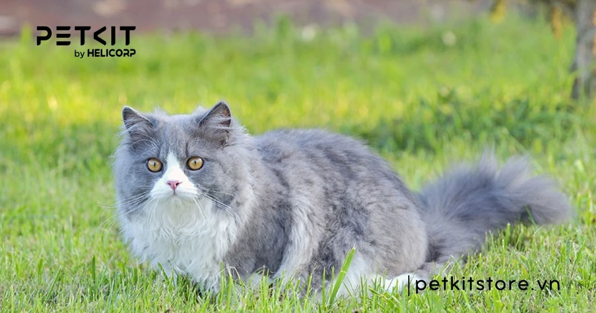 cách chăm sóc mèo anh lông dài