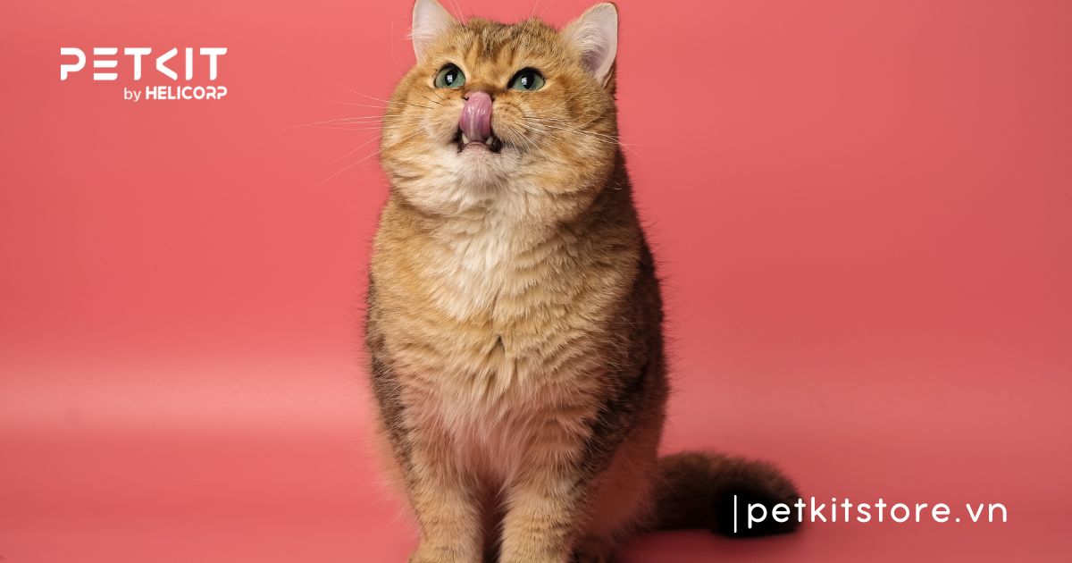 Cẩm nang cách chăm sóc mèo Anh lông ngắn chuẩn nhất