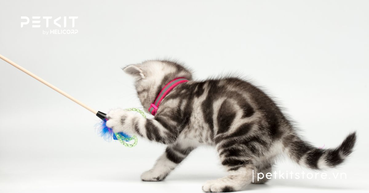 Cẩm nang cách chăm sóc mèo Anh lông ngắn chuẩn nhất