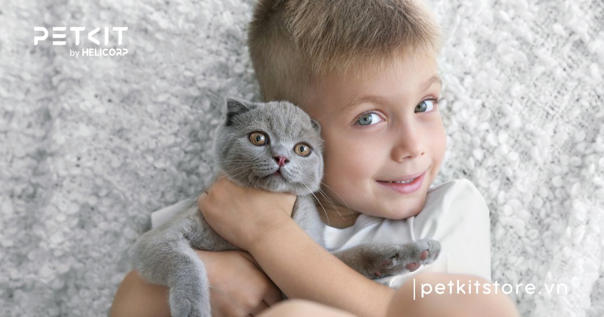 Cẩm nang cách chăm sóc mèo Anh lông ngắn chuẩn nhất