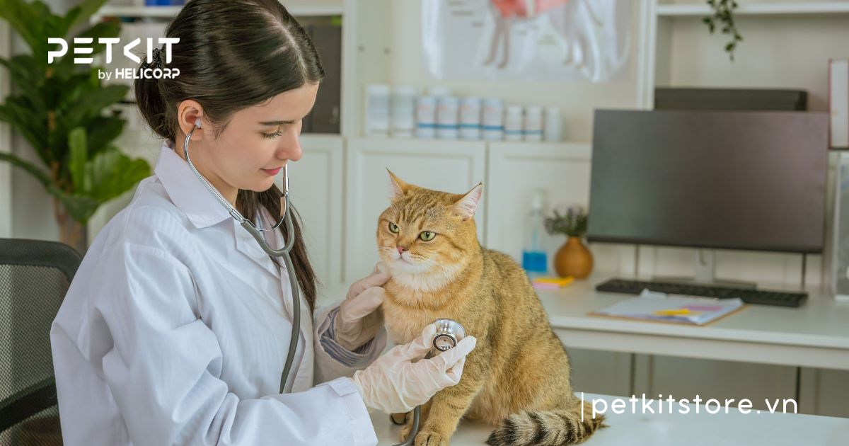 Cẩm nang cách chăm sóc mèo Anh lông ngắn chuẩn nhất