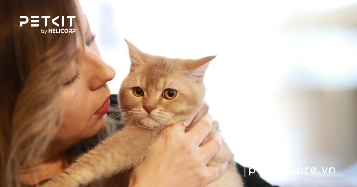 Cẩm nang cách chăm sóc mèo Anh lông ngắn chuẩn nhất