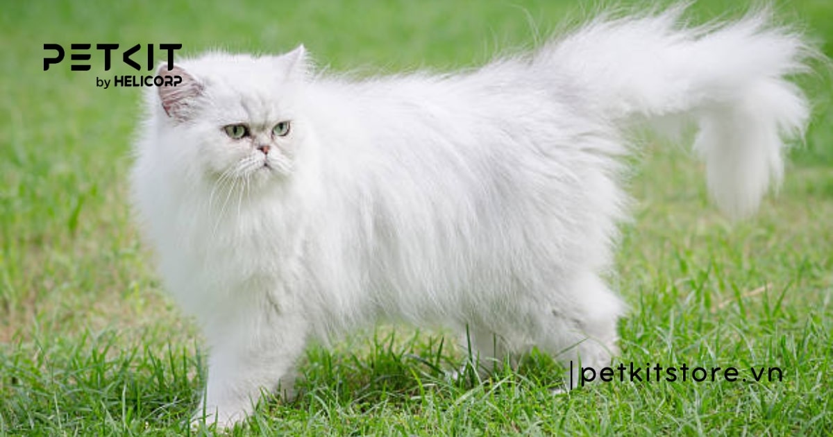 Tất tần tật cách chăm sóc mèo Ba Tư dành cho Sen