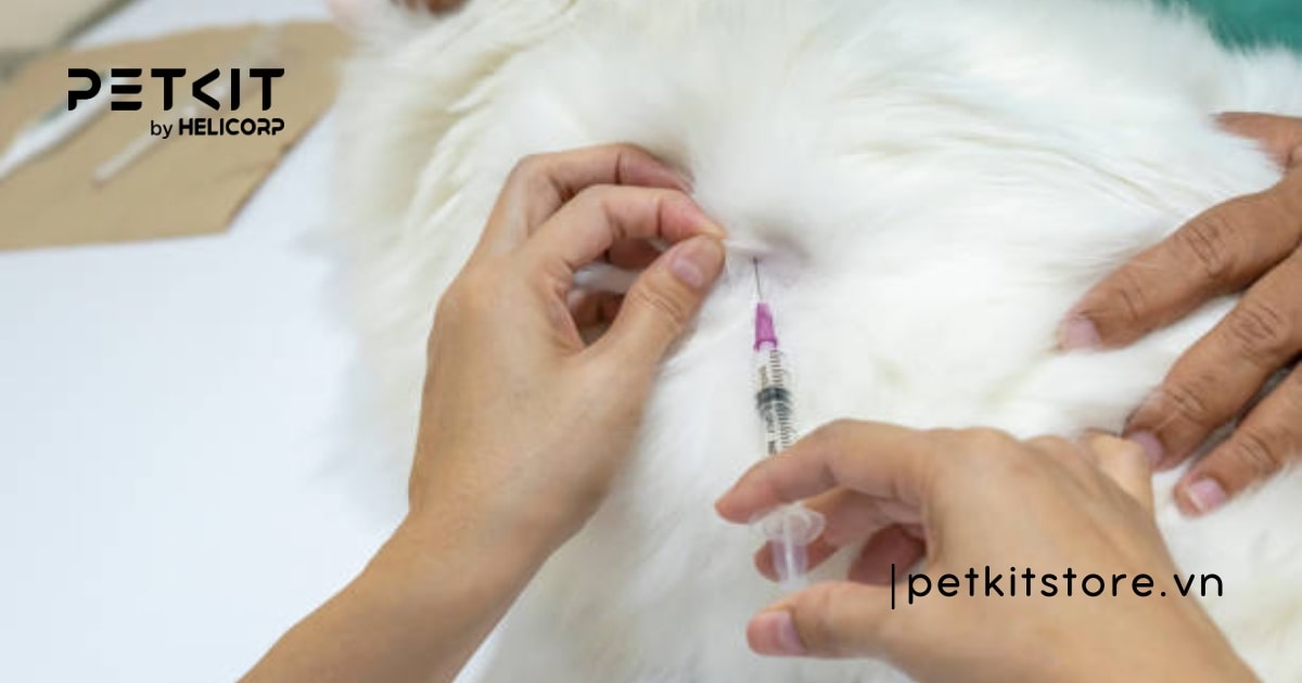 Tất tần tật cách chăm sóc mèo Ba Tư dành cho Sen