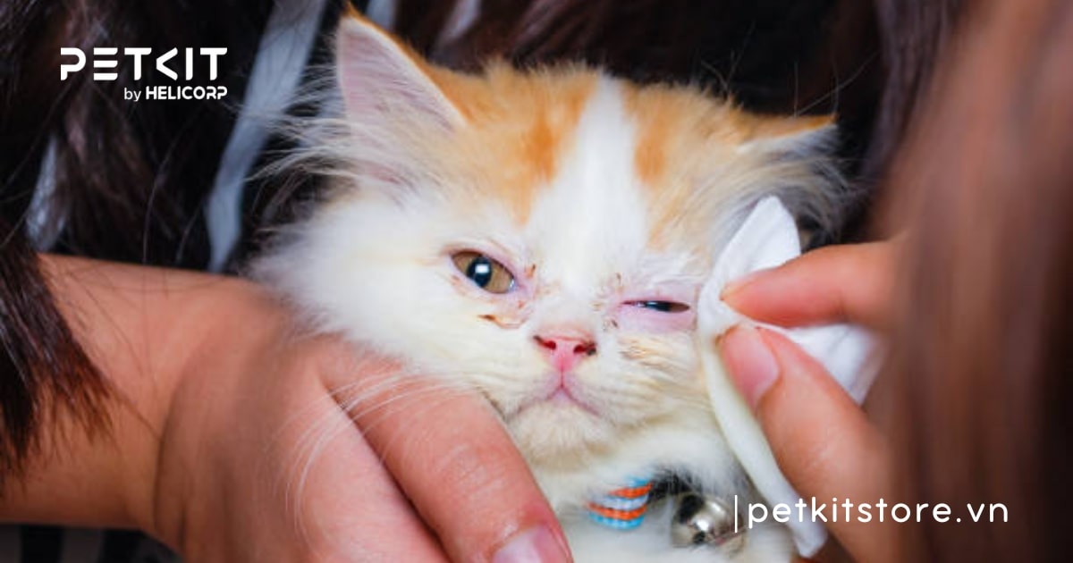 Tất tần tật cách chăm sóc mèo Ba Tư dành cho Sen