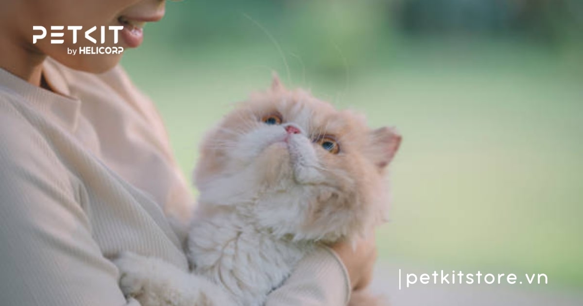 Tất tần tật cách chăm sóc mèo Ba Tư dành cho Sen