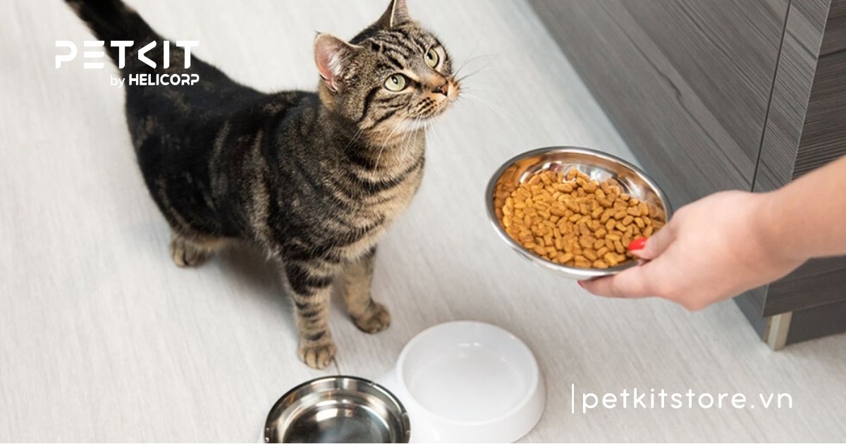 Tổng hợp kinh nghiệm cách chăm sóc mèo bầu suốt thai kỳ