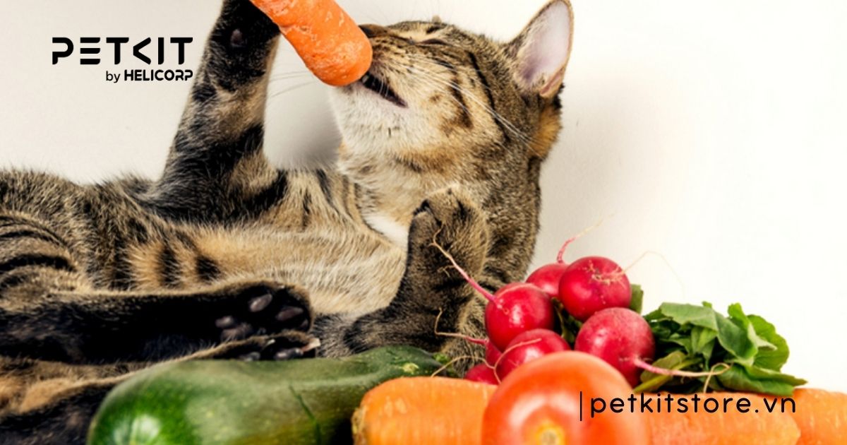 Tổng hợp kinh nghiệm cách chăm sóc mèo bầu suốt thai kỳ