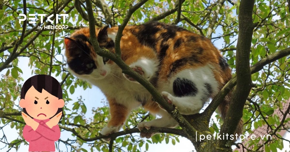 Tổng hợp kinh nghiệm cách chăm sóc mèo bầu suốt thai kỳ