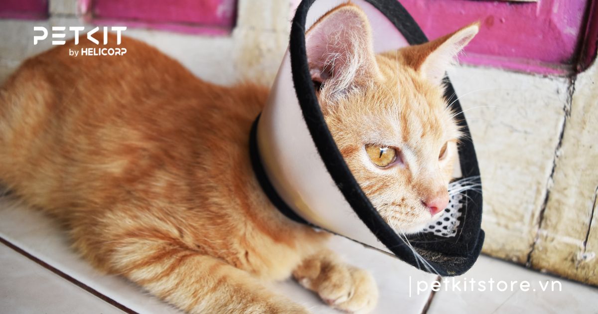 Cách chăm sóc mèo cái sau khi triệt sản để sớm phục hồi