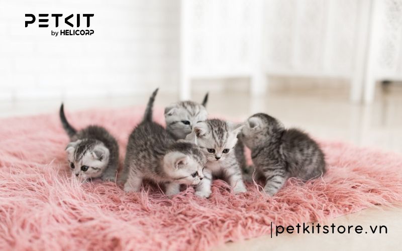 cách chăm sóc mèo con