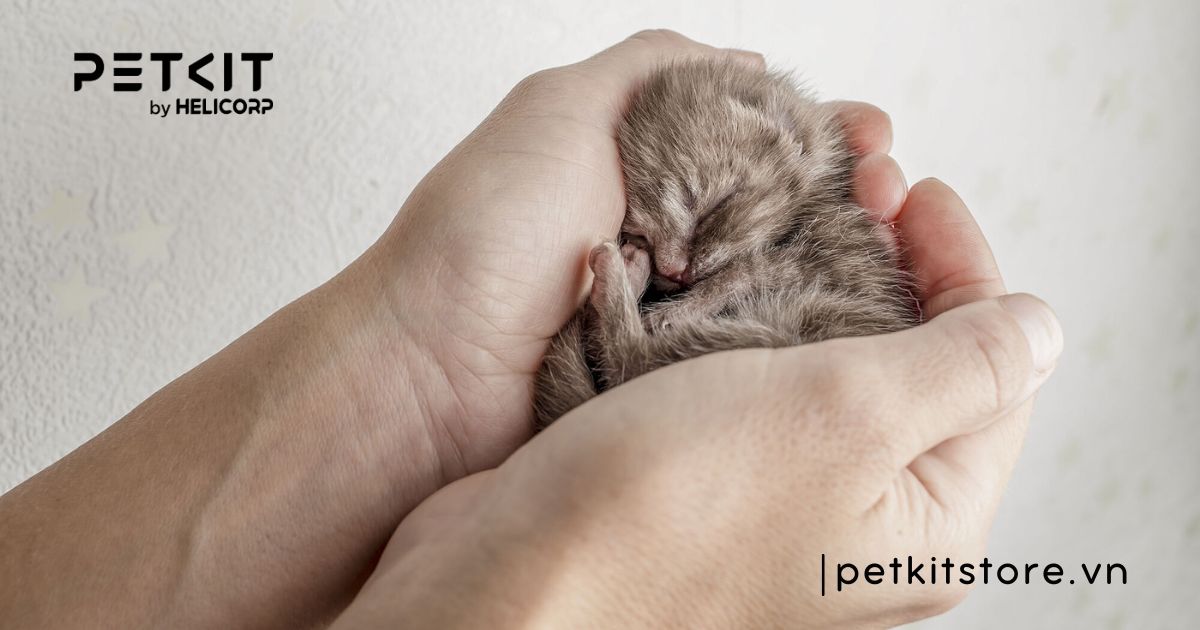 cách chăm sóc mèo con mới đẻ