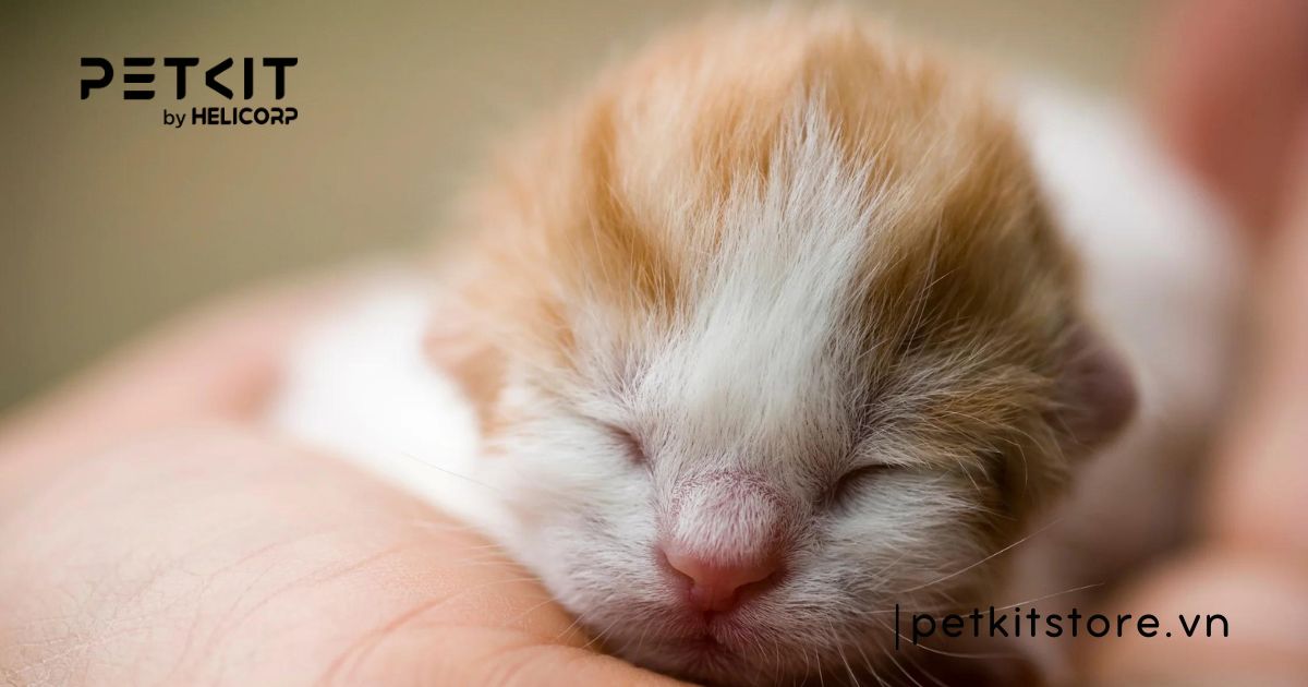 cách chăm sóc mèo con mới đẻ