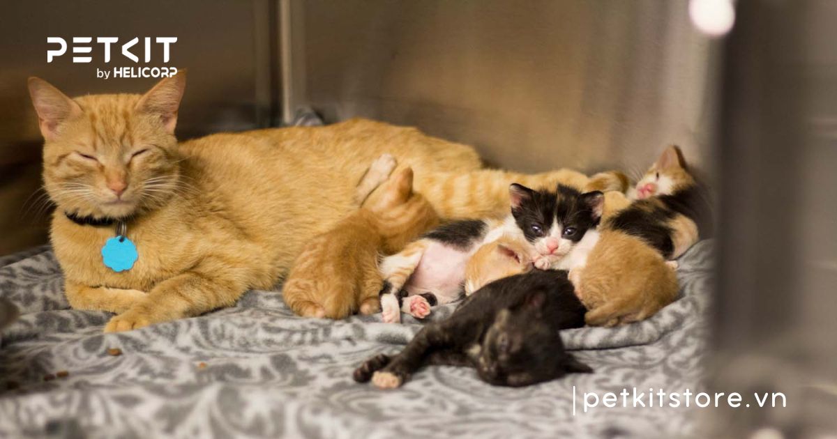 cách chăm sóc mèo con mới đẻ