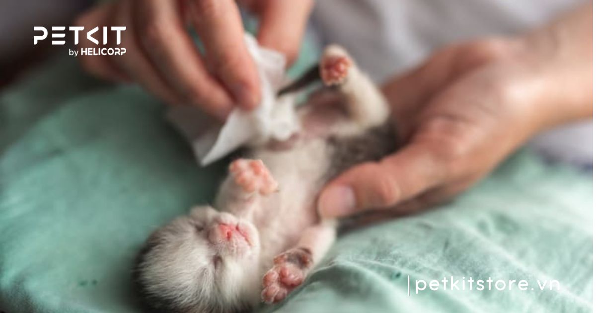 cách chăm sóc mèo con mới đẻ