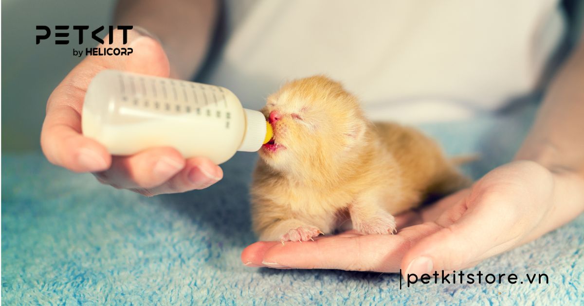 cách chăm sóc mèo con mới đẻ