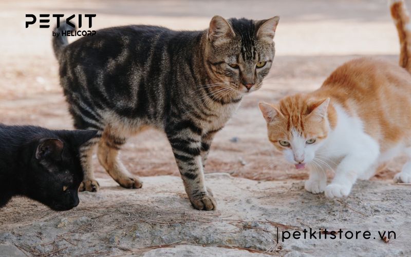 cách chăm sóc mèo con