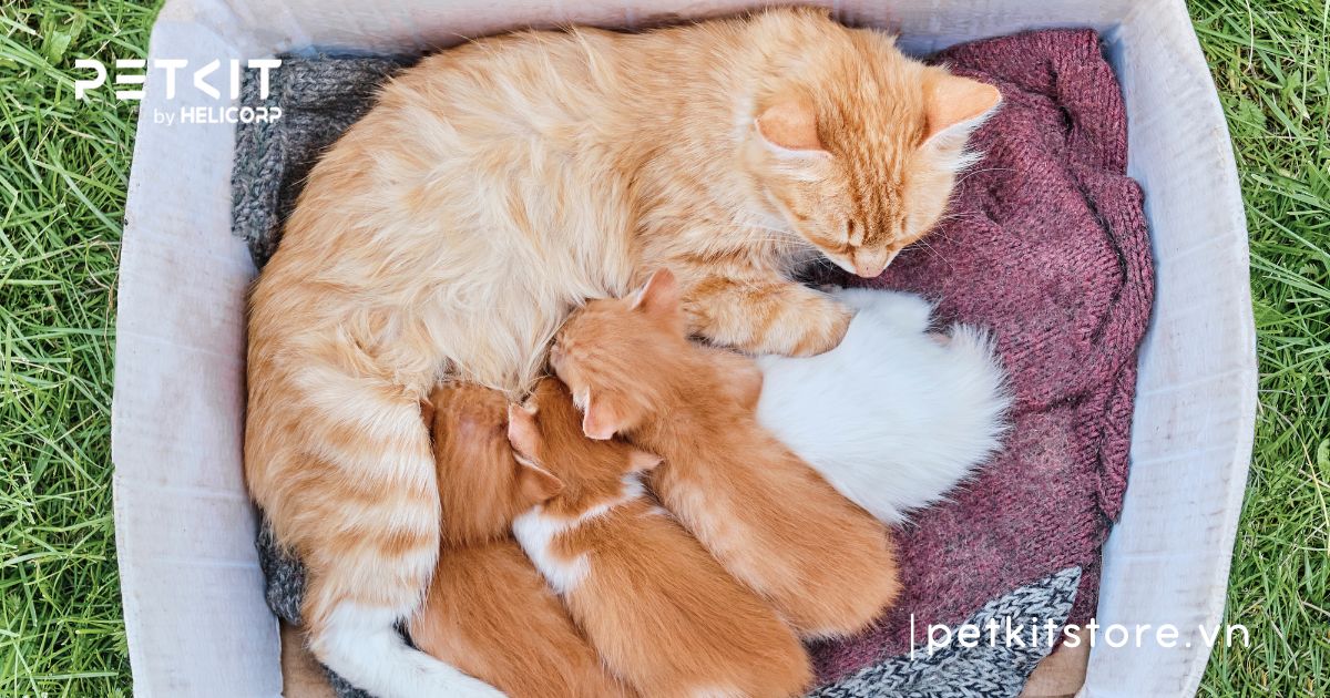 Cách chăm sóc mèo đẻ