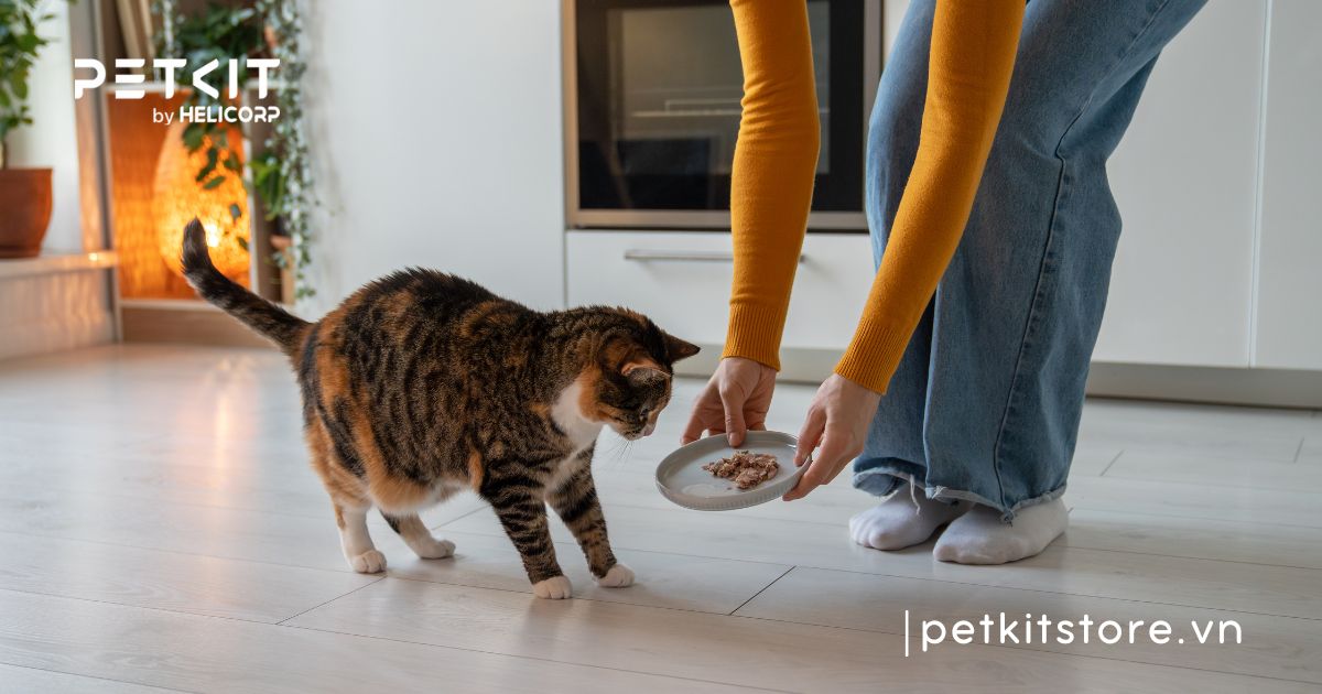 Cách chăm sóc mèo đẻ