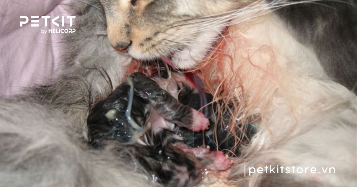 Cách chăm sóc mèo đẻ