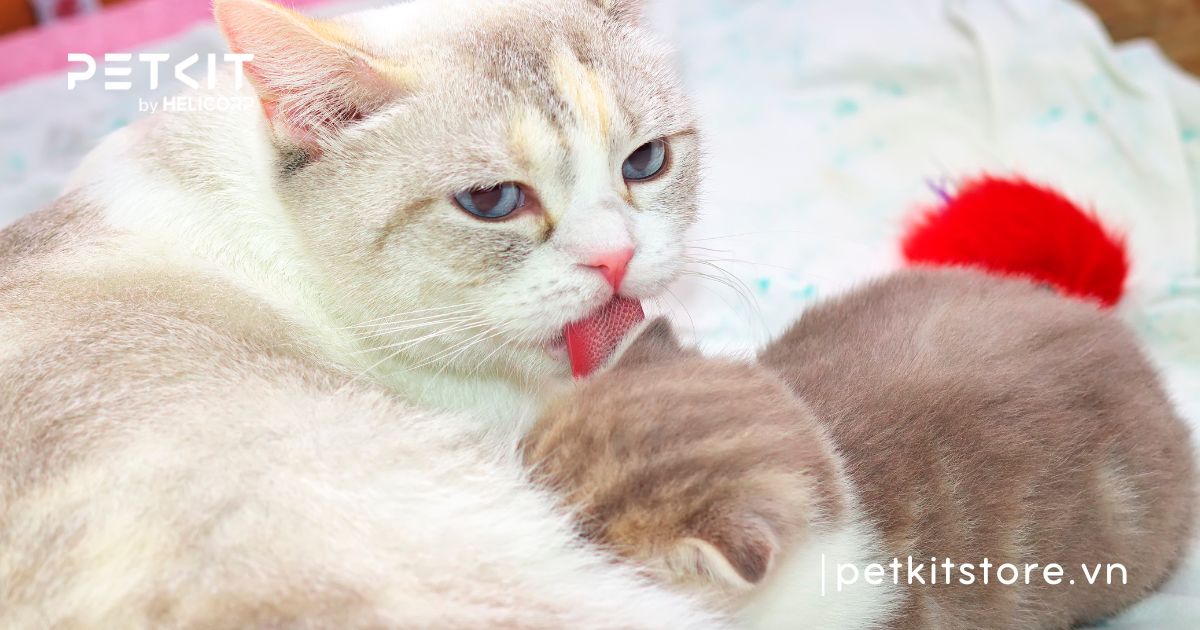 Cách chăm sóc mèo đẻ