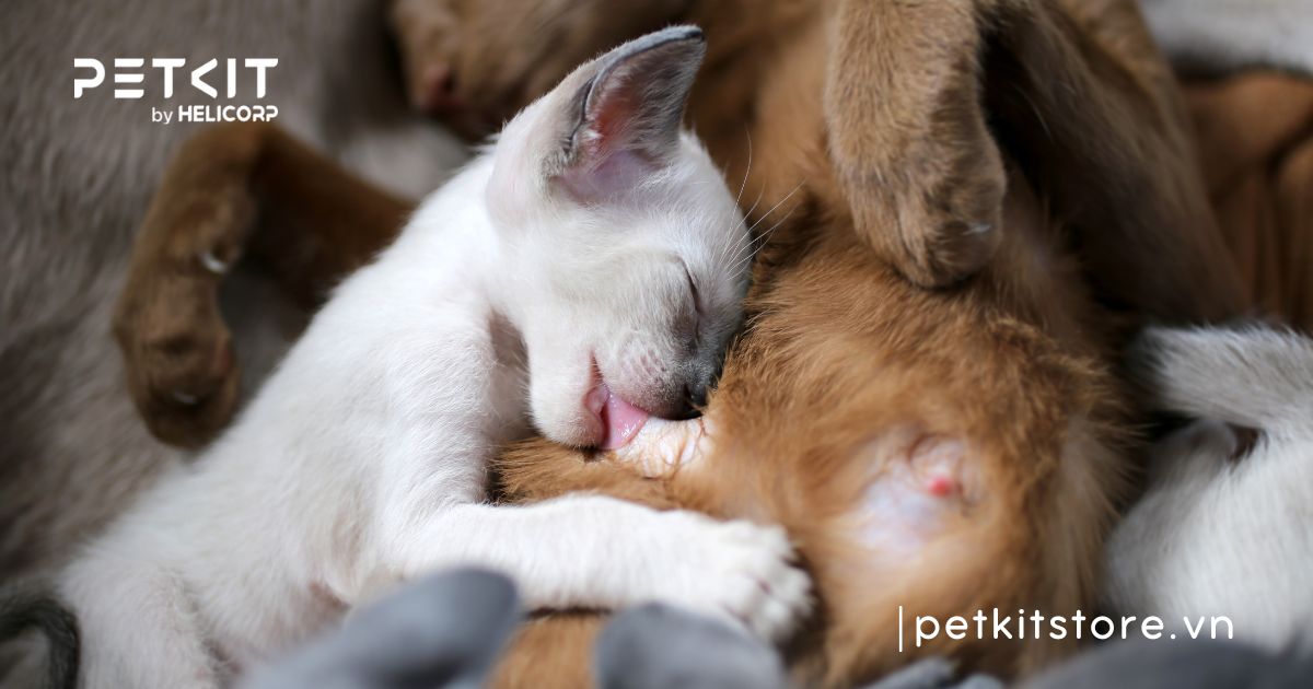 Cách chăm sóc mèo đẻ