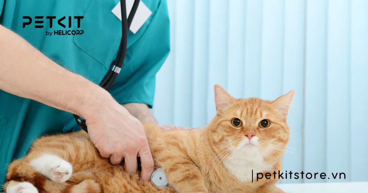 Cách chăm sóc mèo đẻ