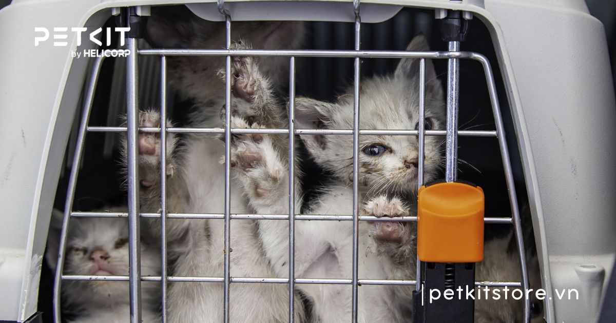 cách chăm sóc mèo hoang