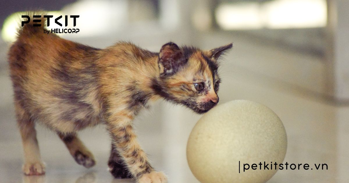 cách chăm sóc mèo hoang