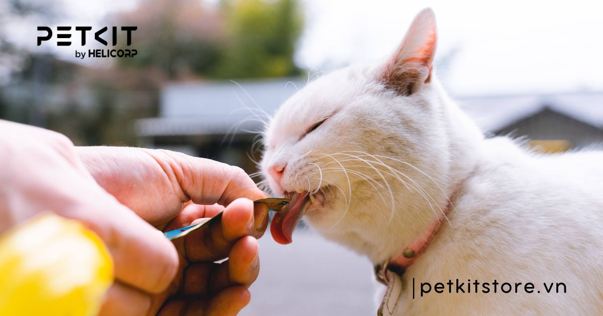 cách chăm sóc mèo hoang