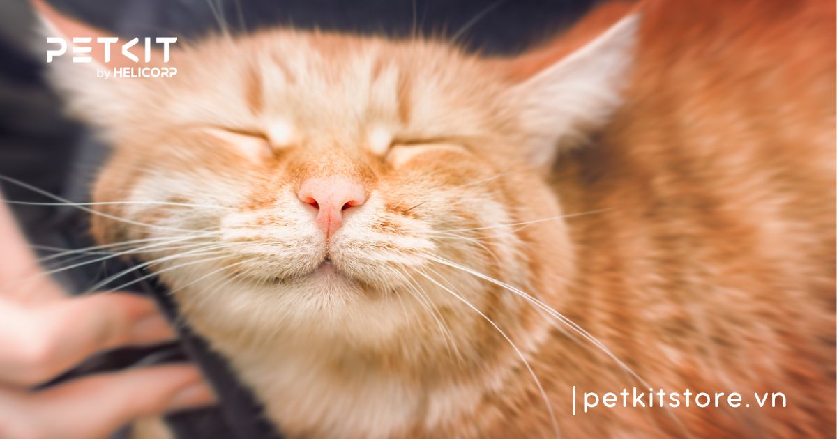 Cách chăm sóc mèo sau khi tiêm phòng