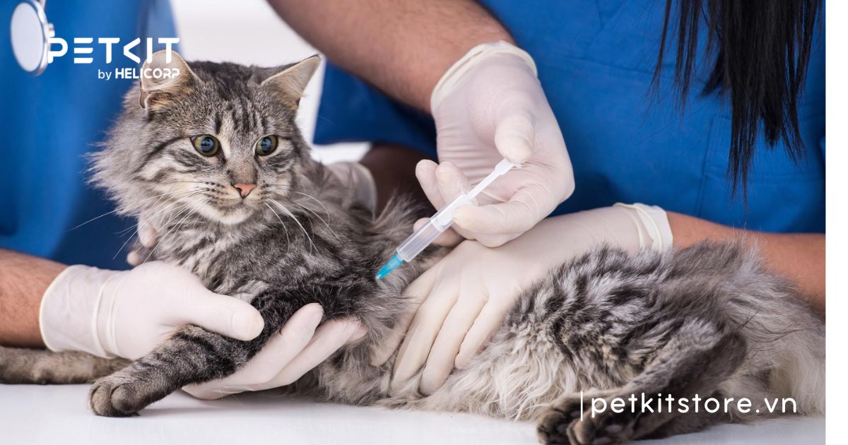 Cách chăm sóc mèo sau khi tiêm phòng