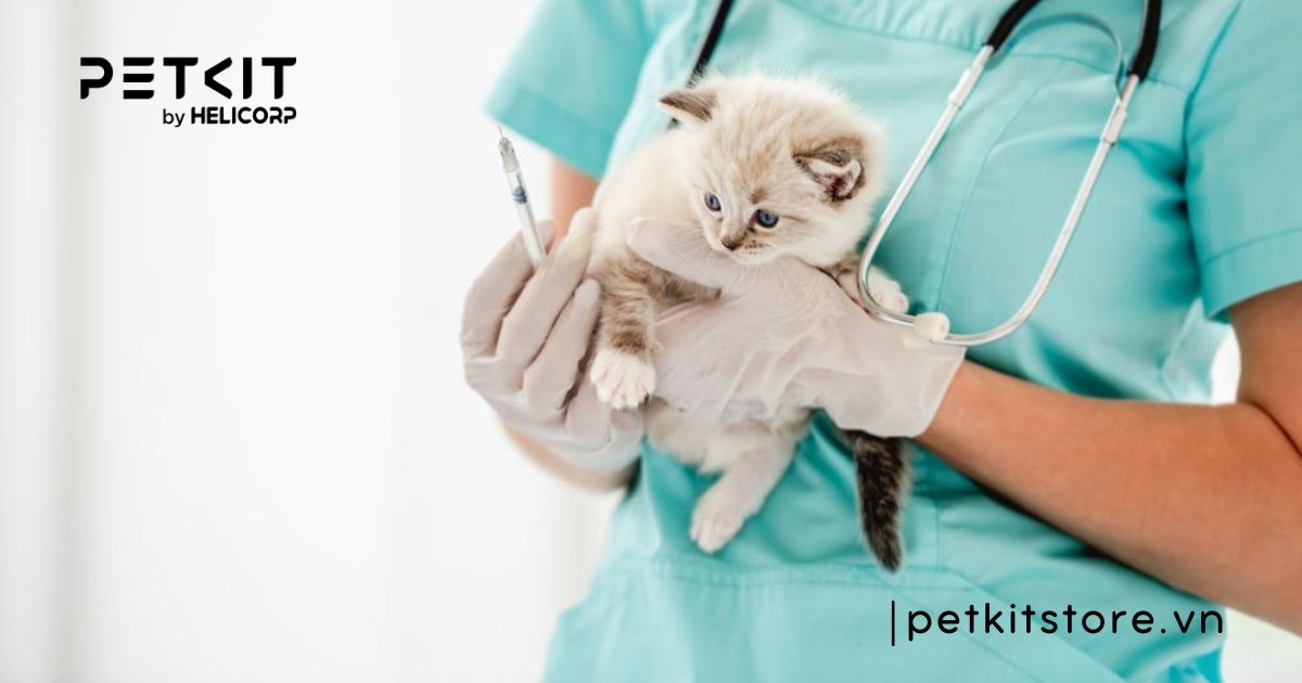Cách chăm sóc mèo sau khi tiêm phòng