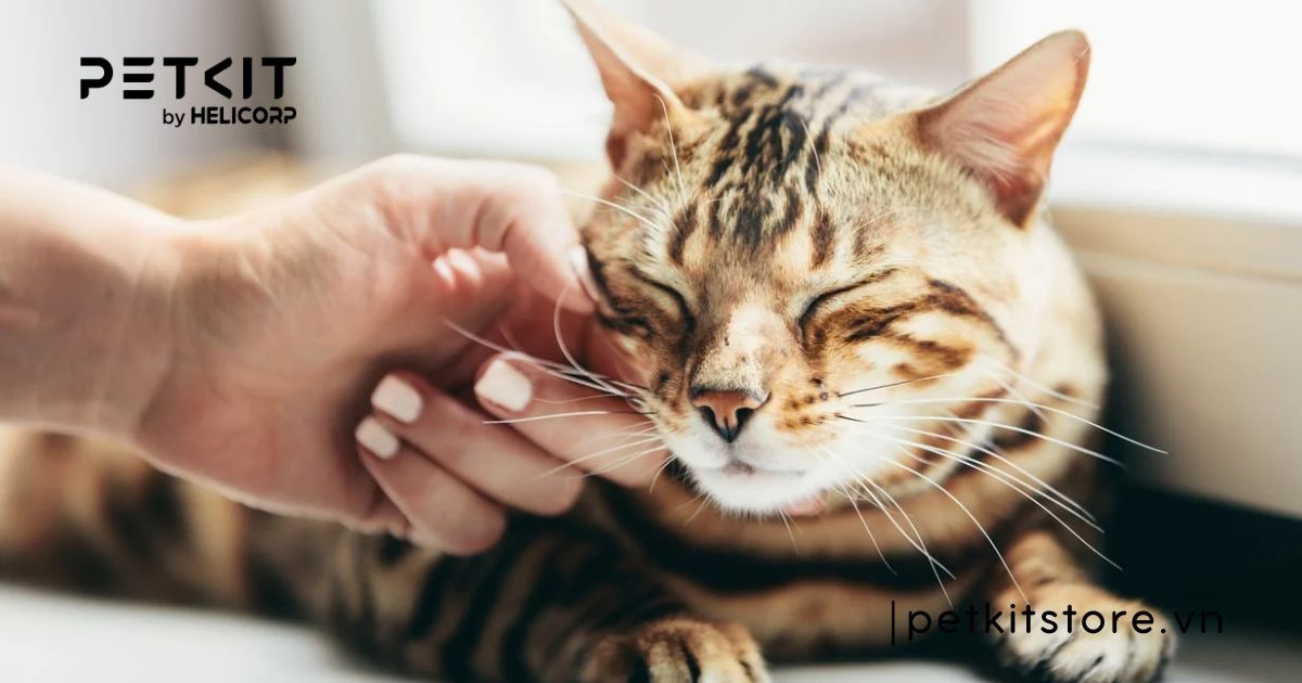 Cách chăm sóc mèo sau khi tiêm phòng