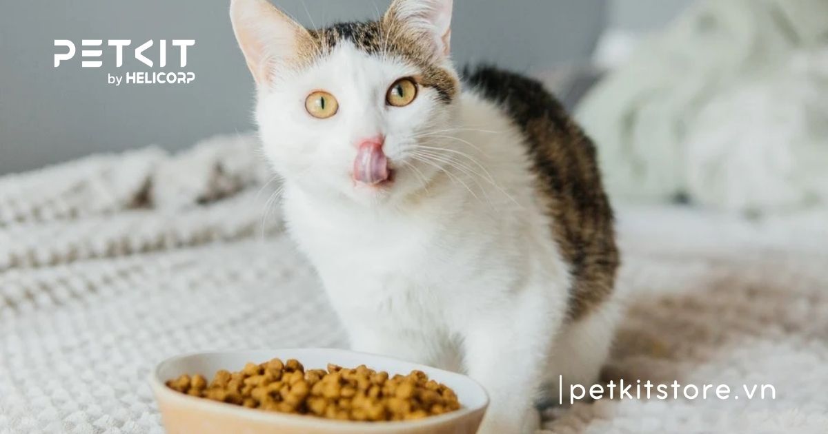 Cách cho mèo ăn hạt không bị sỏi thận