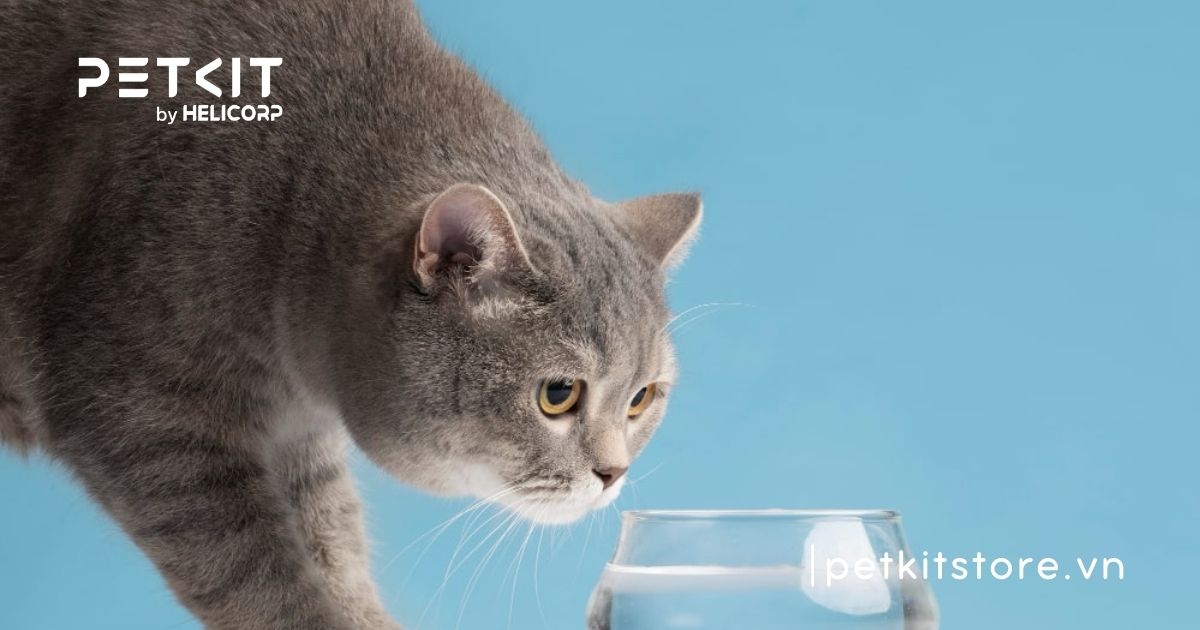 Cách cho mèo ăn hạt không bị sỏi thận