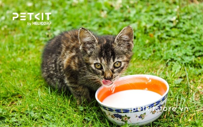 Cách cho mèo con uống sữa chi tiết từ A-Z