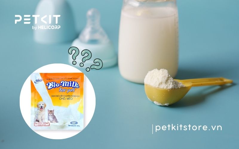 Cách cho mèo con uống sữa chi tiết từ A-Z