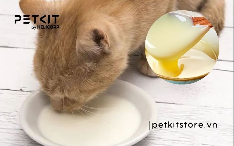 Cách cho mèo con uống sữa chi tiết từ A-Z