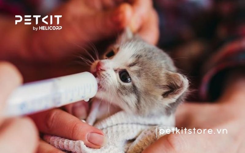 Cách cho mèo con uống sữa chi tiết từ A-Z