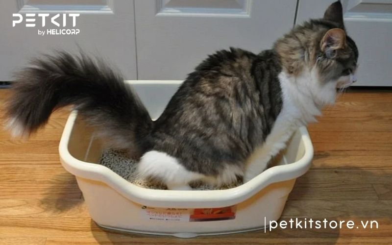 cách cho mèo đi vệ sinh vào cát