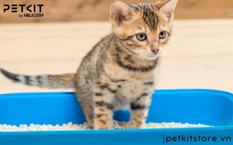cách cho mèo đi vệ sinh vào cát