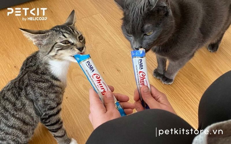 cách cho mèo đi vệ sinh vào cát