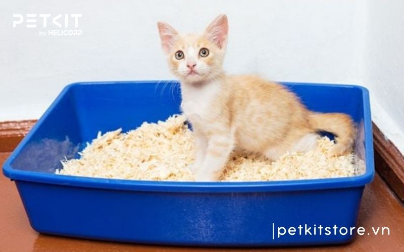cách cho mèo đi vệ sinh vào cát