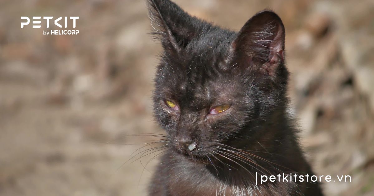 cách chữa mèo bị cảm lạnh