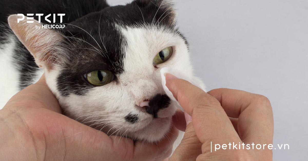 cách chữa mèo bị cảm lạnh